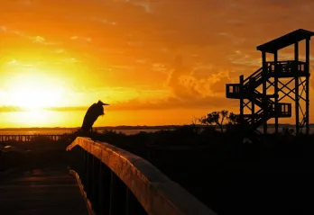 A sunset view of the boardwalk and observation tower at Big Lagoon State Park, with a seabird at rest on the boardwalk railing..