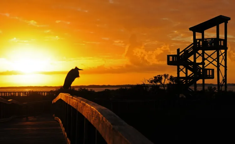 A sunset view of the boardwalk and observation tower at Big Lagoon State Park, with a seabird at rest on the boardwalk railing..